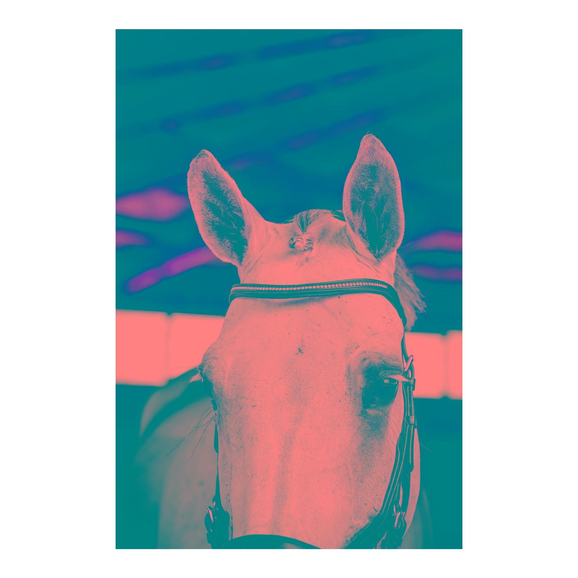 Zaum Micklem Diamante