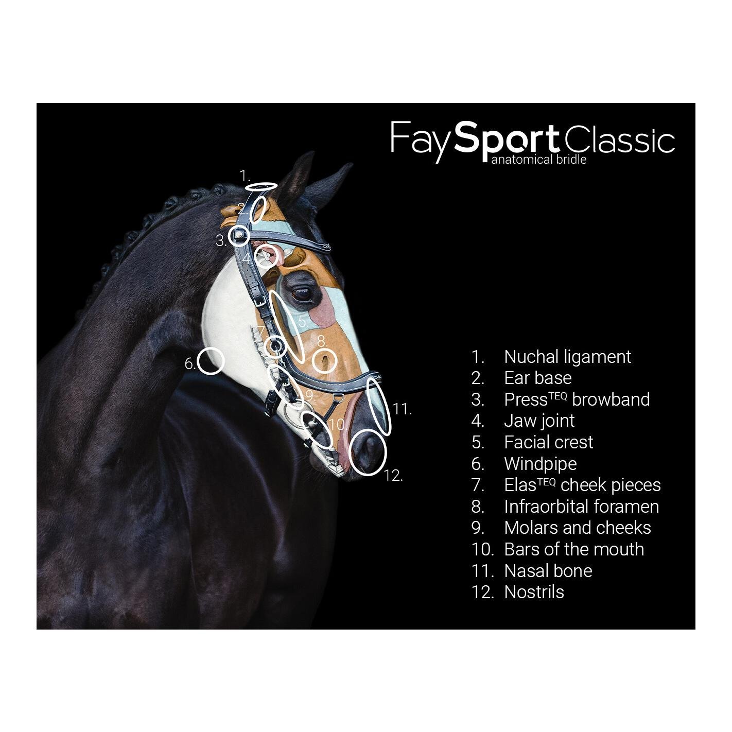 PresTeq Zaumzeug FaySport Classic 