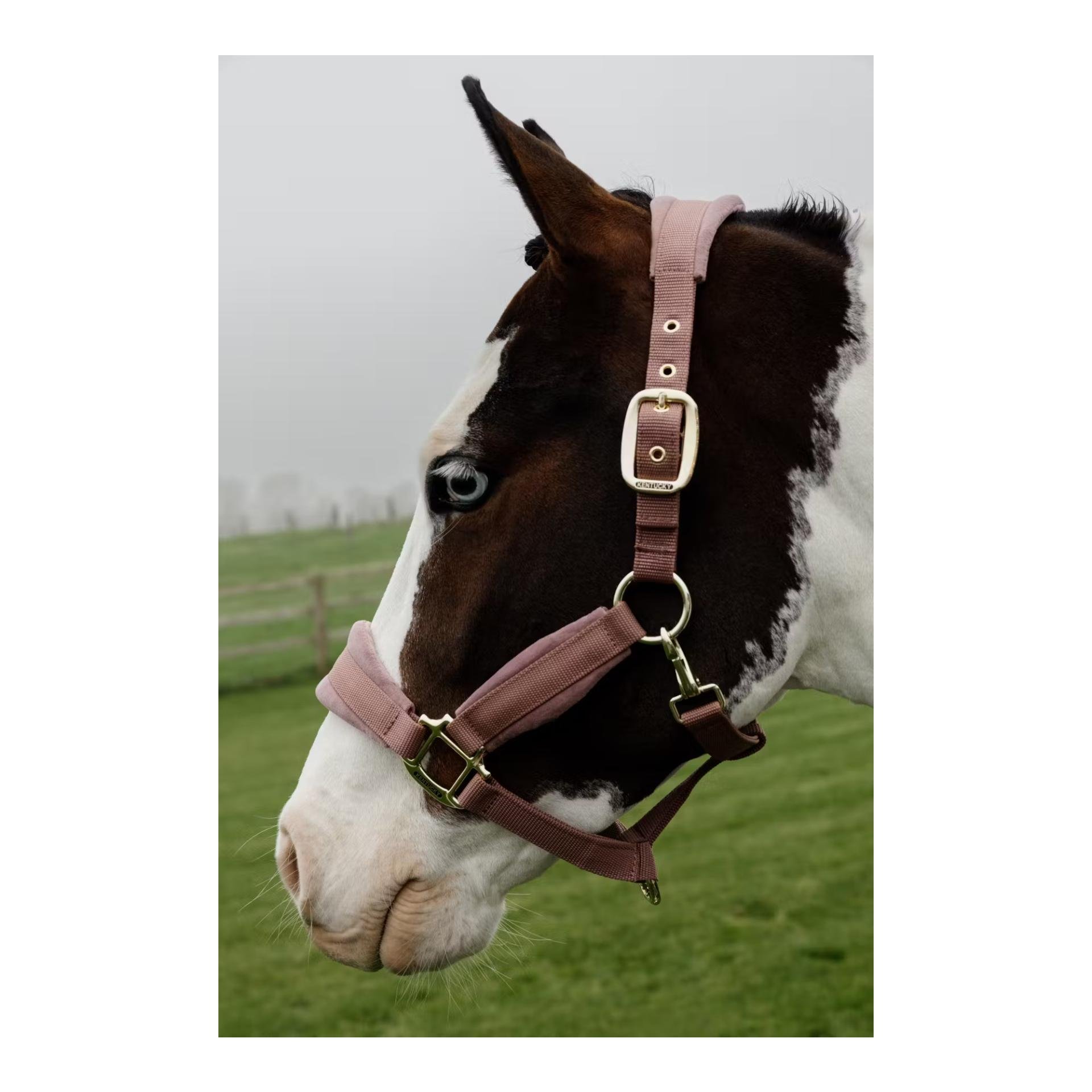 Kentucky Halfter Velvet