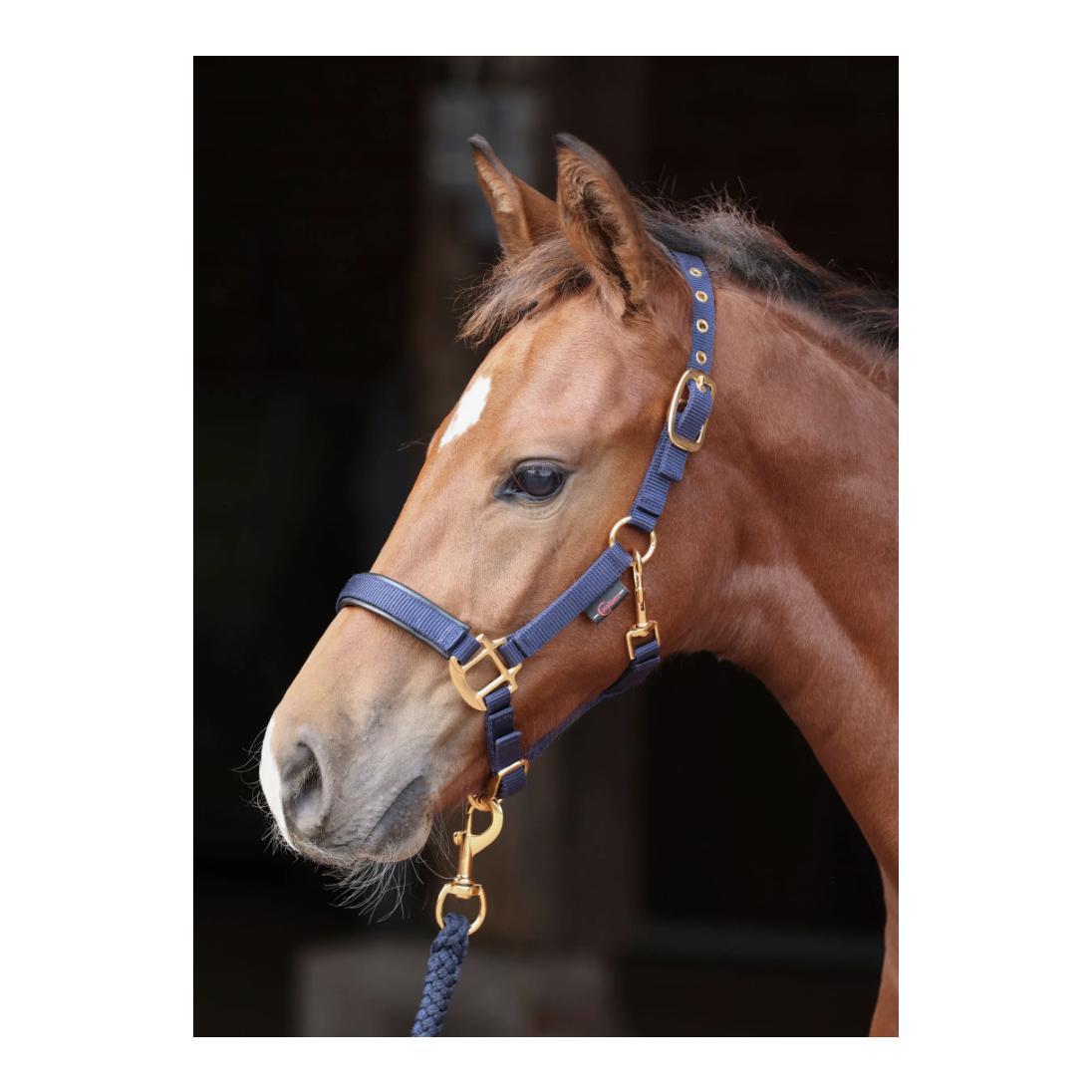 Fohlenhalfter TopLine