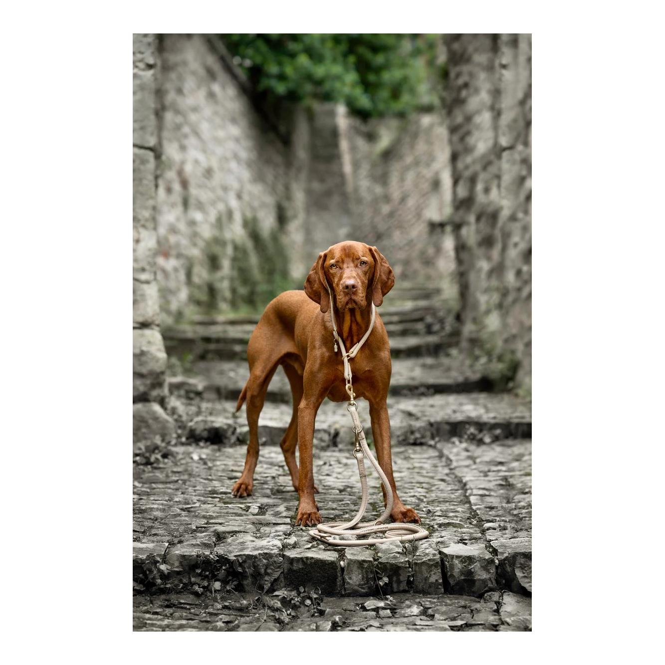 Maul Lederwaren Lederleine Rundgenäht 2m Gold