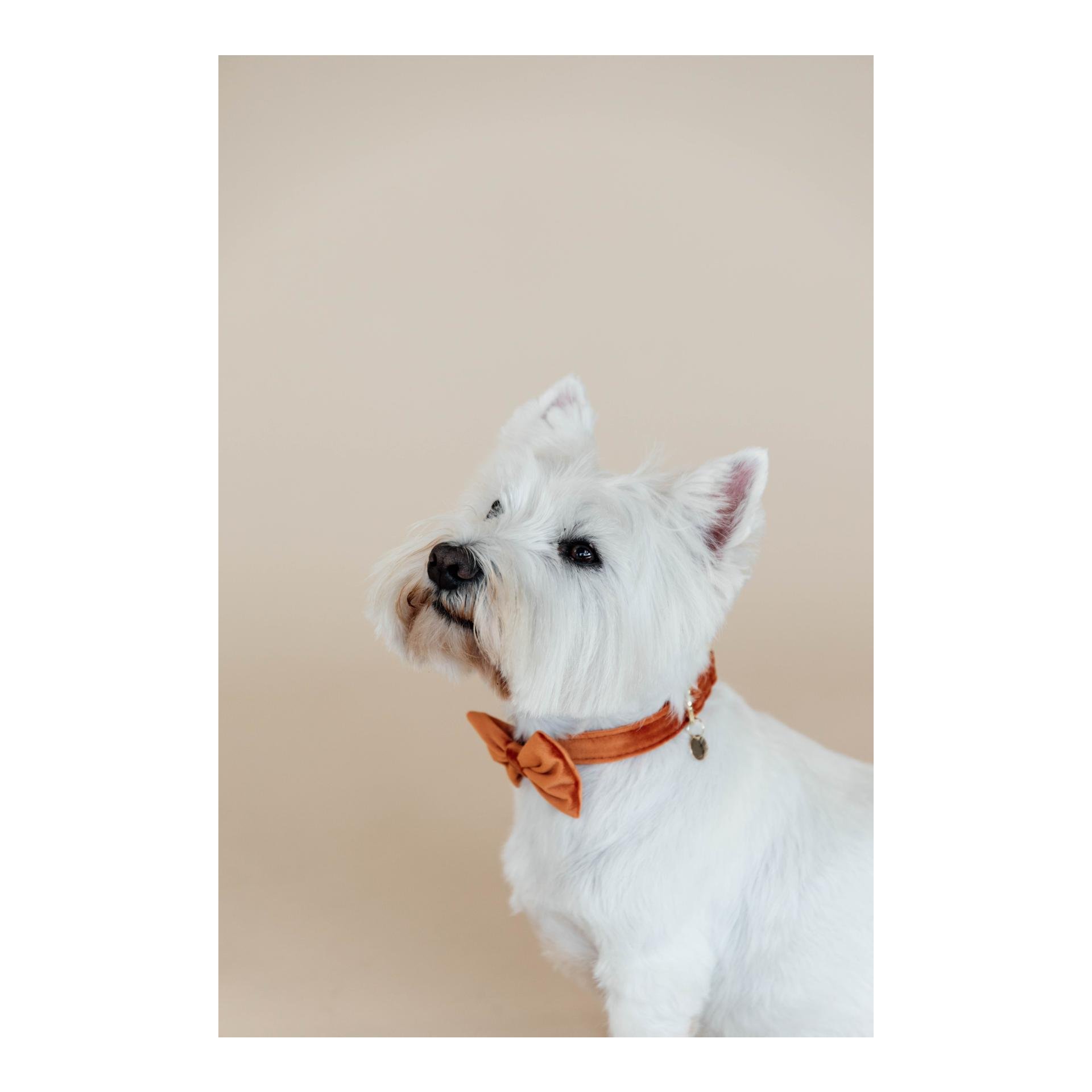 Noeud papillon velvet