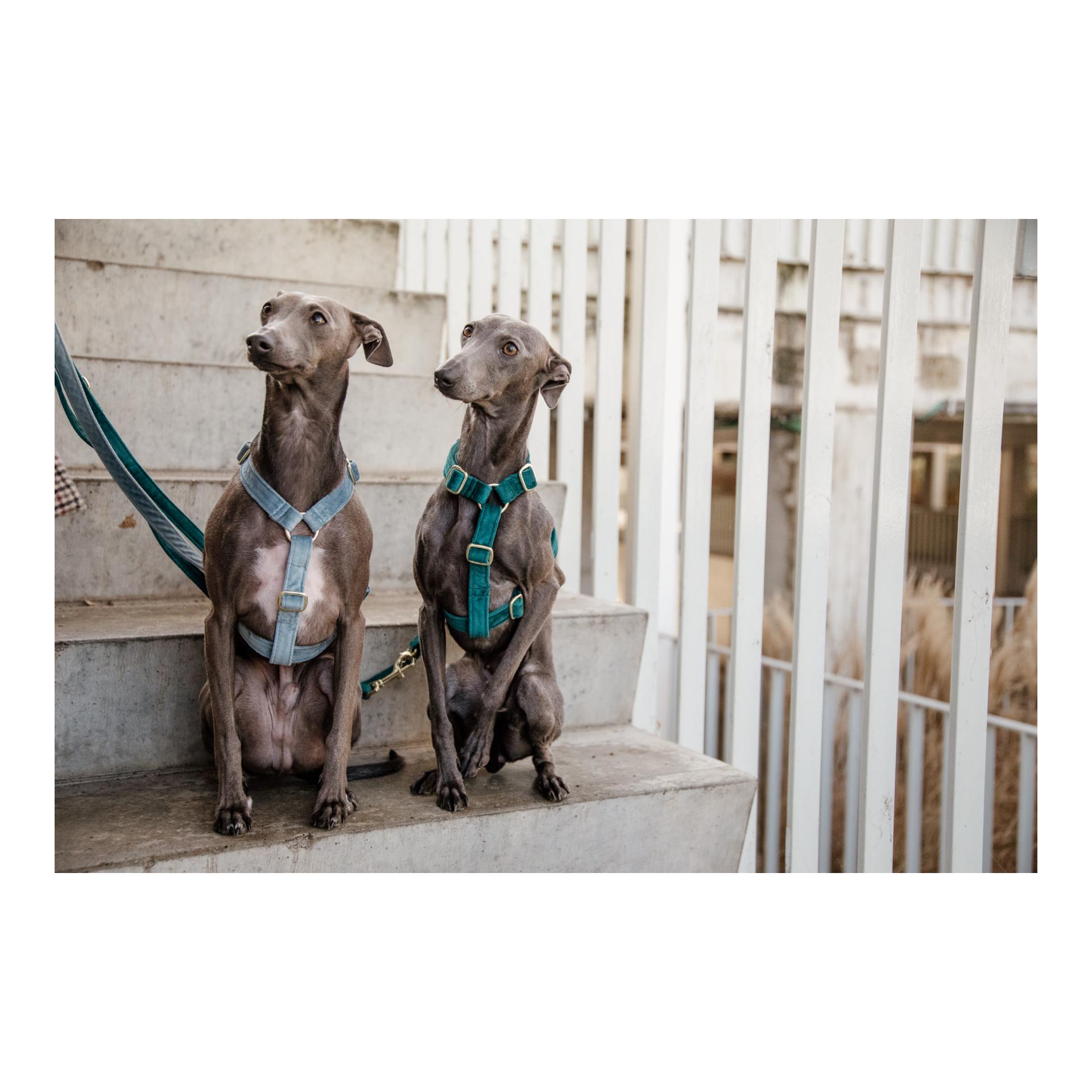 Hundegeschirr Loop Velvet - light blue Hundegeschirr Loop Velvet - light blue