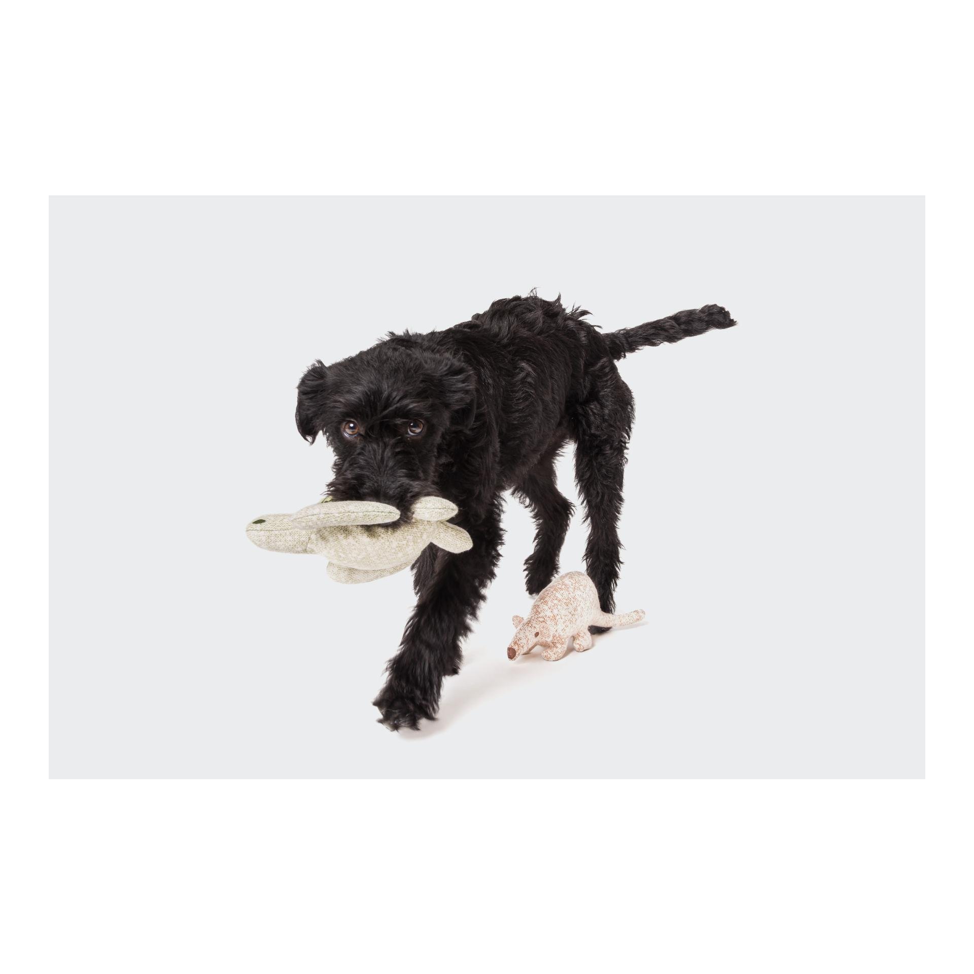 Jouet pour chien Ourson Nuno  Jouet pour chien Ourson Nuno