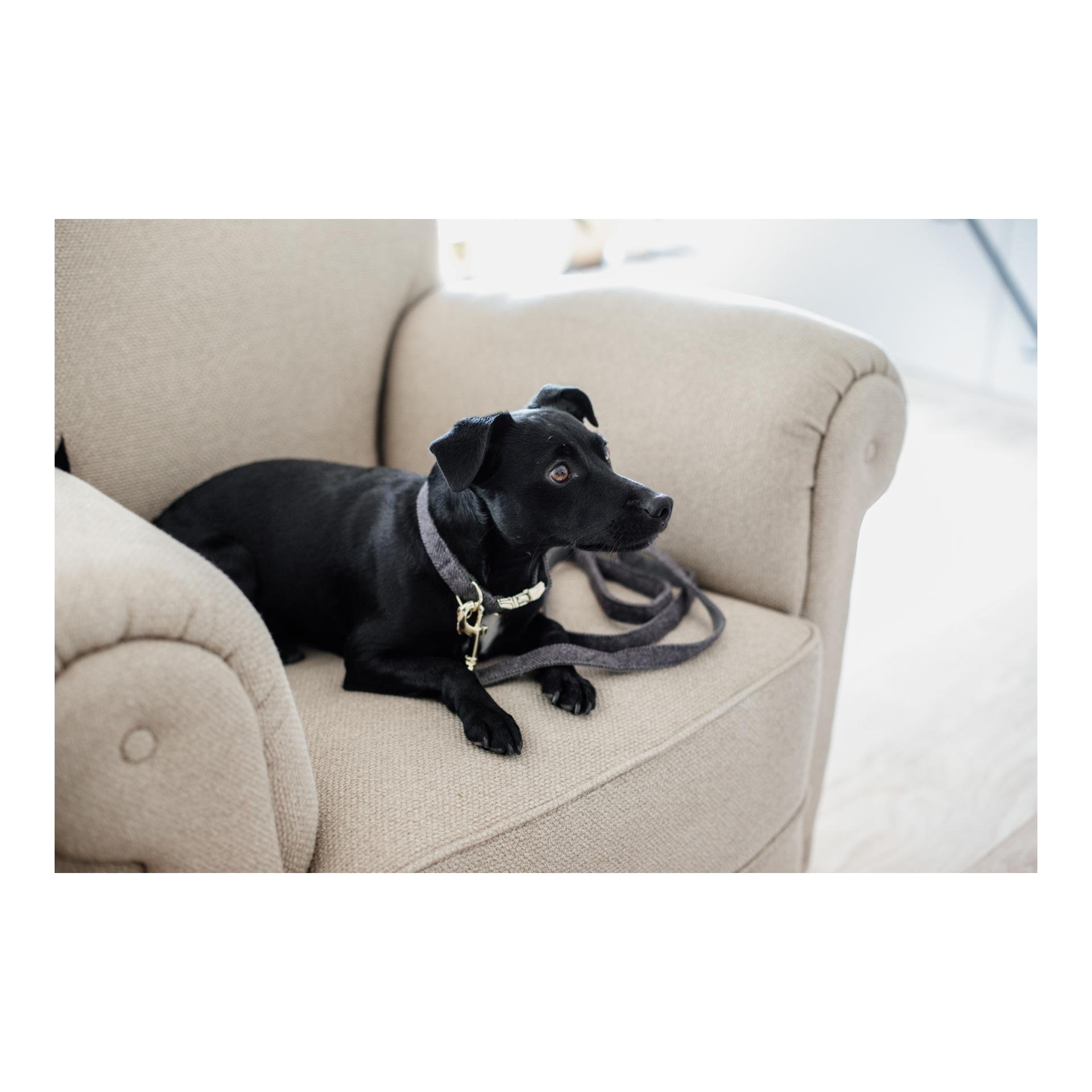 Hundehalsband Wool - grau Hundehalsband Wool - grau