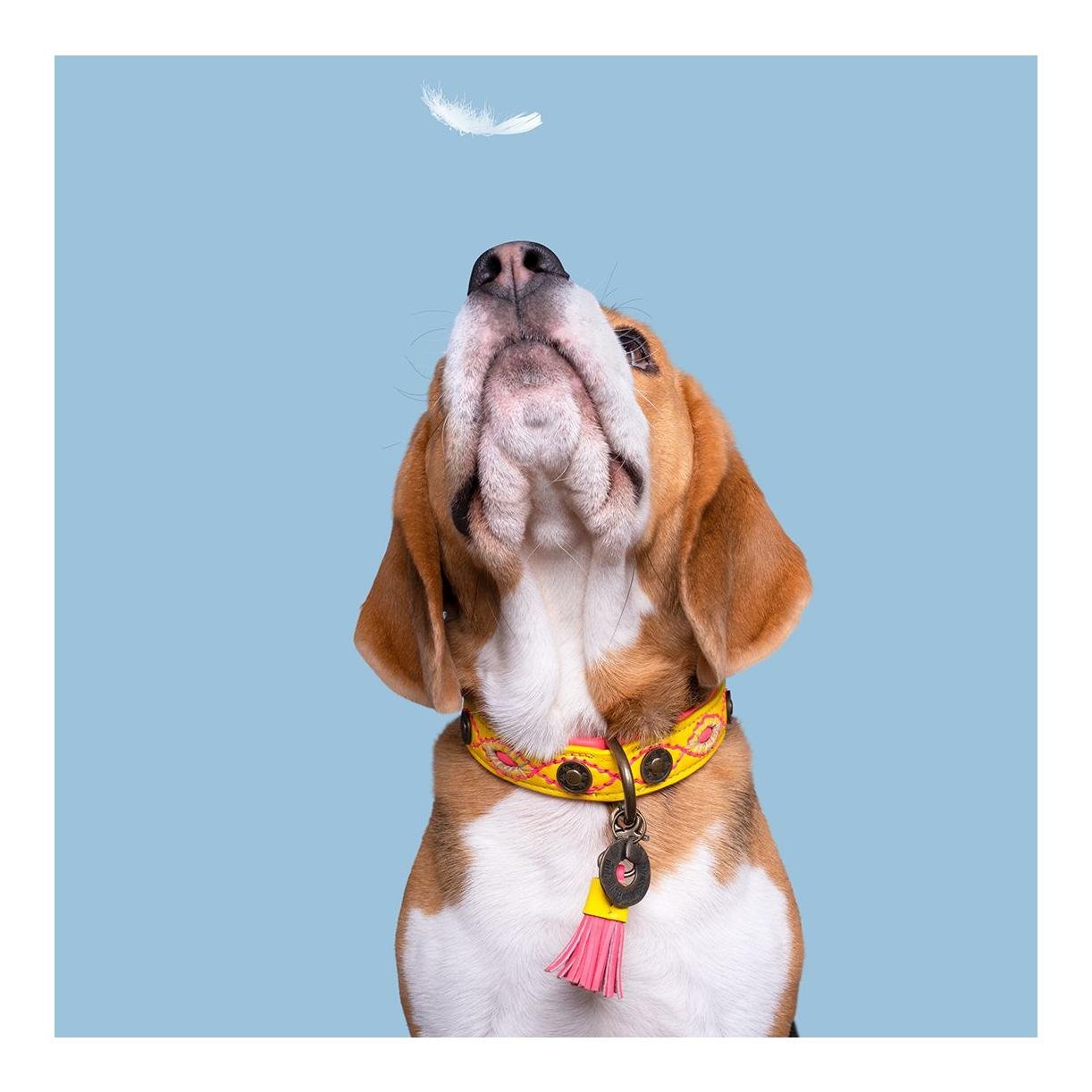 Jessy Hundehalsband Jessy Hundehalsband