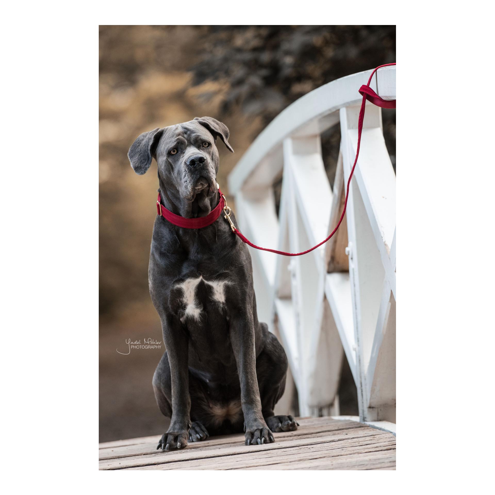 Hundehalsband Corduroy - red Hundehalsband Corduroy - red