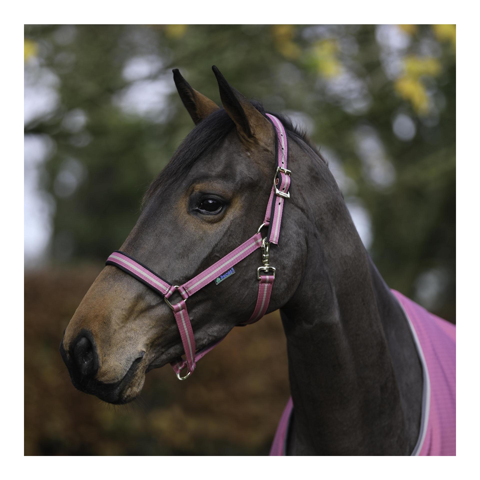 Halfter Freedom Dublin