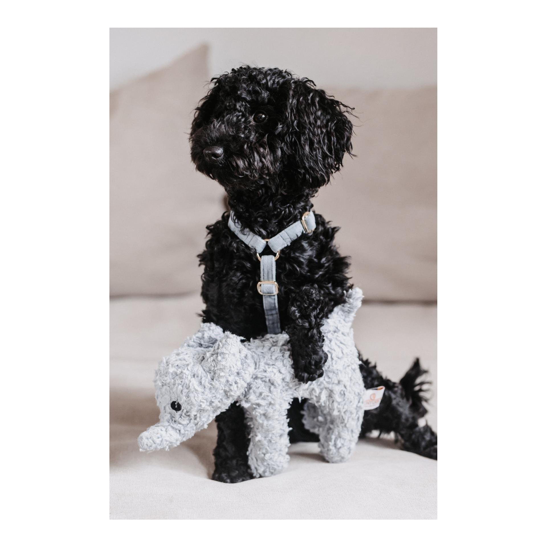 Hundegeschirr Loop Velvet - light blue Hundegeschirr Loop Velvet - light blue