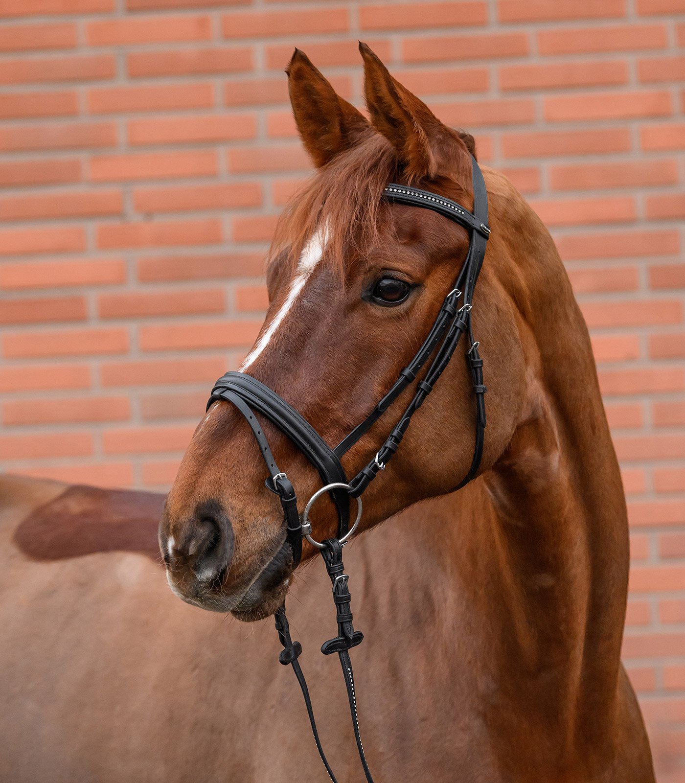 Star Diamond Trensenzaum