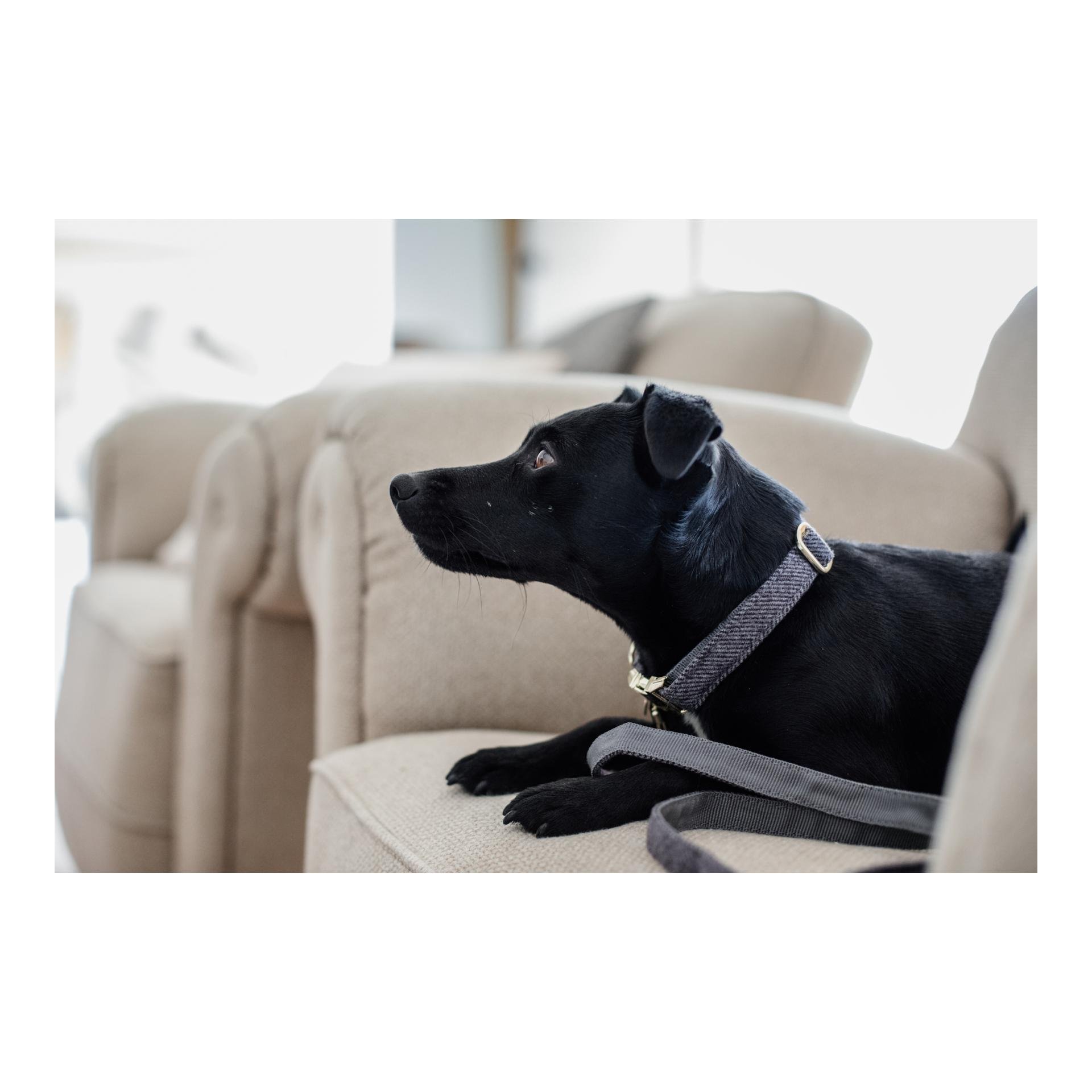 Hundehalsband Wool - grau Hundehalsband Wool - grau