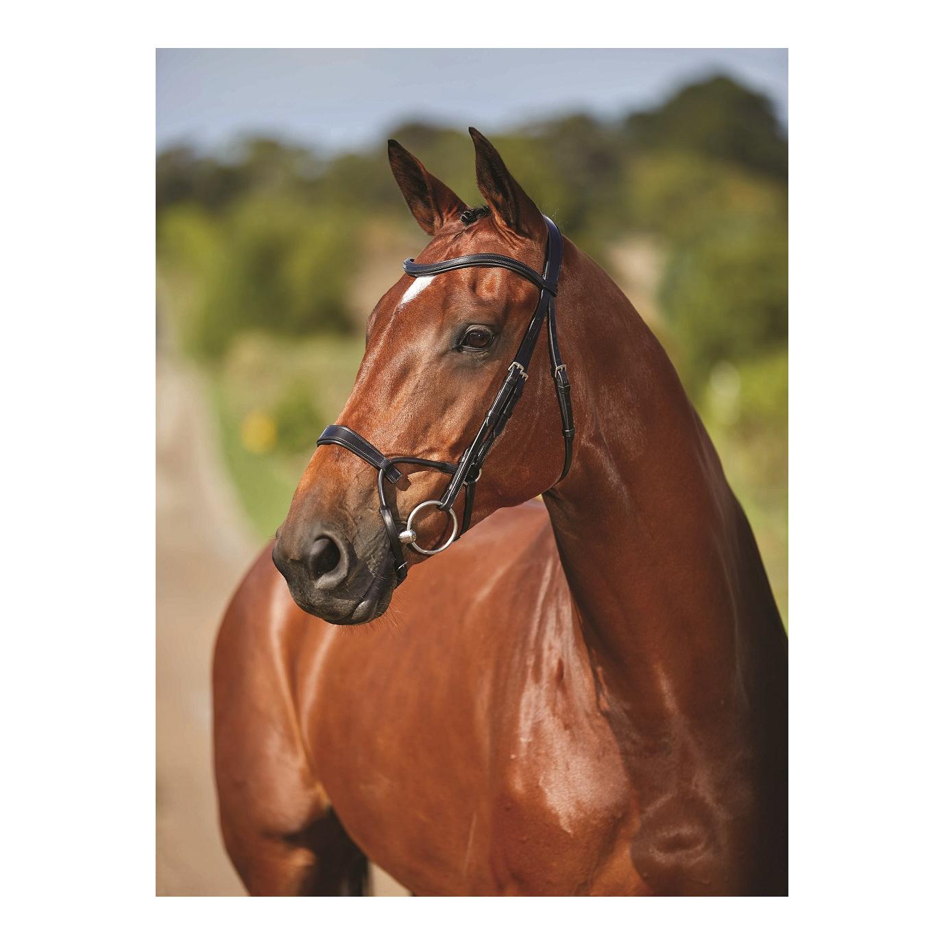 Zaum Comfitec Training Bridle Zaum Comfitec Training Bridle
