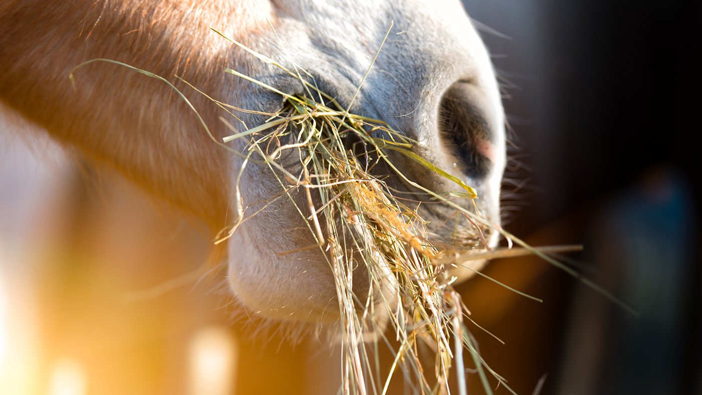 oel fuer pferde-pferdefutter
