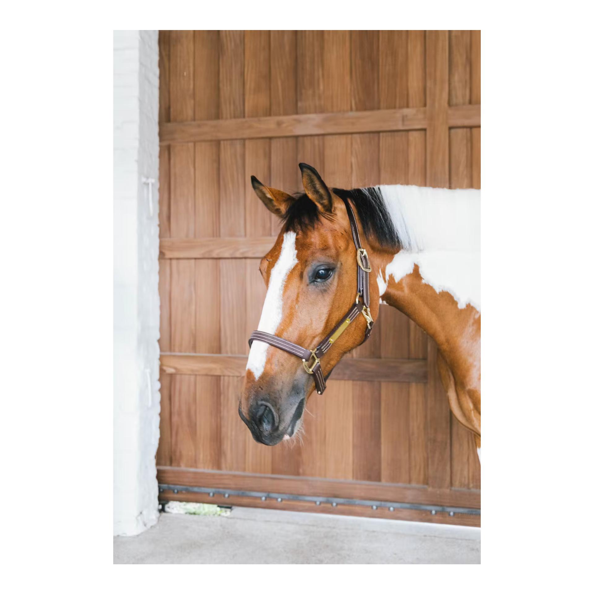 Leder Halfter Wellington Leder Halfter Wellington