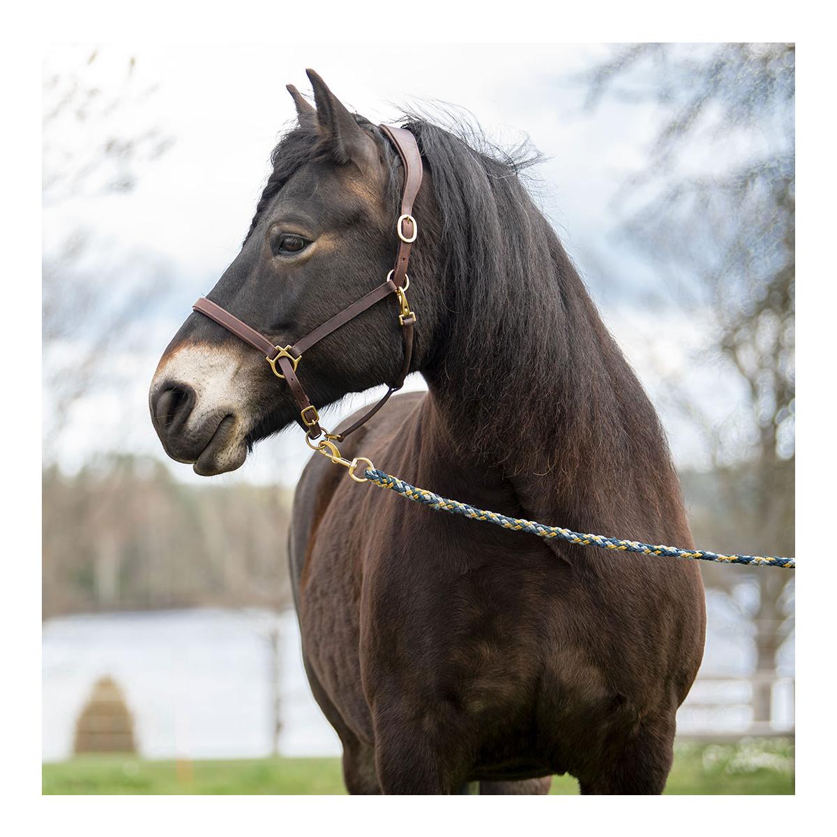 Elegantes Lederhalfter aus Fettleder Elegantes Lederhalfter aus Fettleder