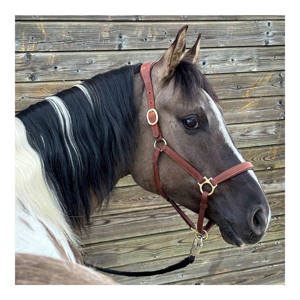 Elegantes Lederhalfter aus Fettleder Elegantes Lederhalfter aus Fettleder