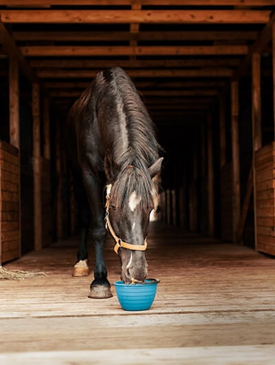 RS-ShopBanner_Futter (1)