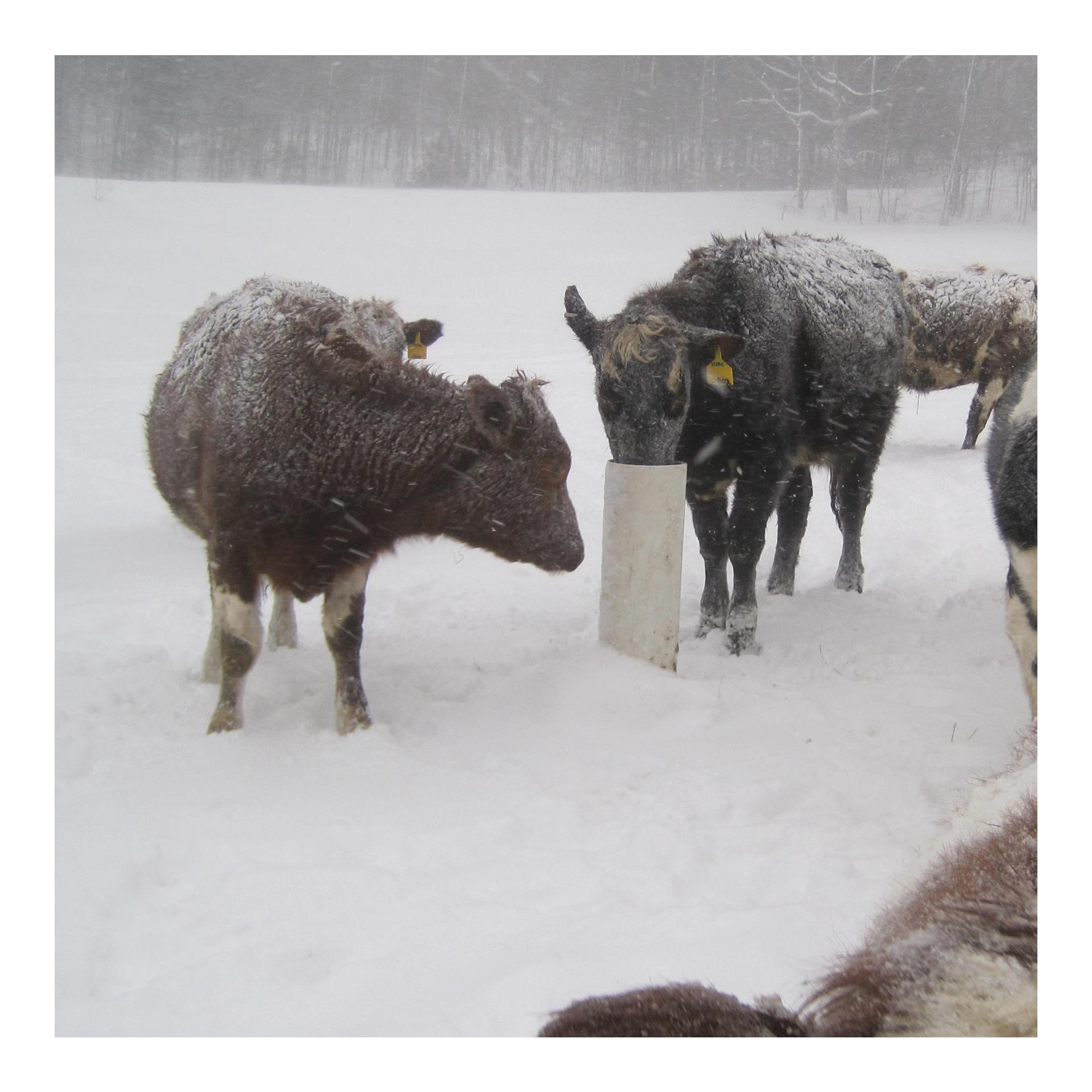 Lister DRINKING POST Abreuvoirs résistants au gel sans électricité