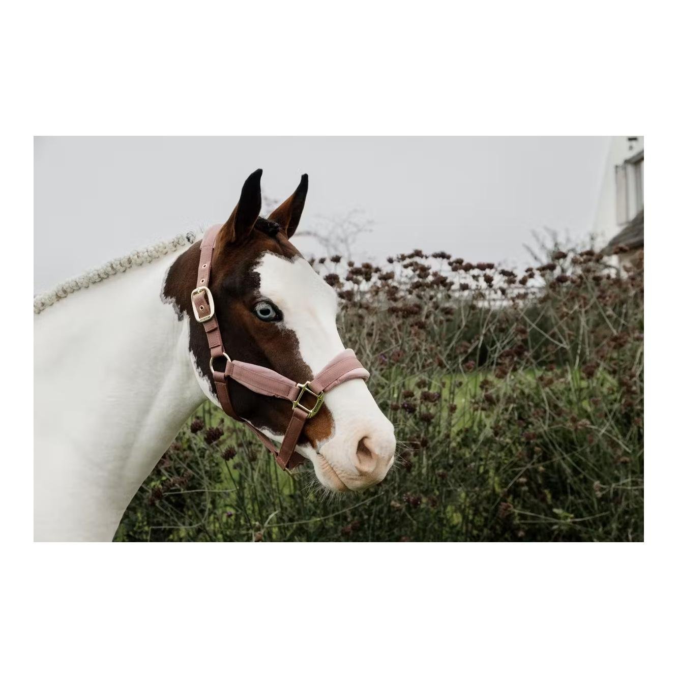 Kentucky Halfter Velvet