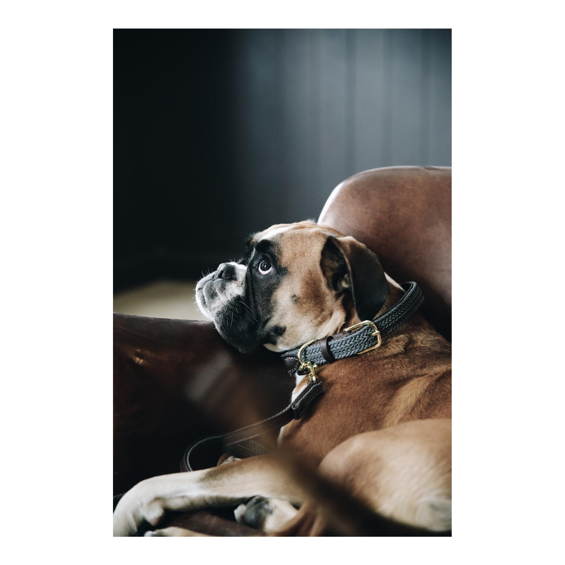 Hundehalsband Nylon geflochten - grau Hundehalsband Nylon geflochten - grau