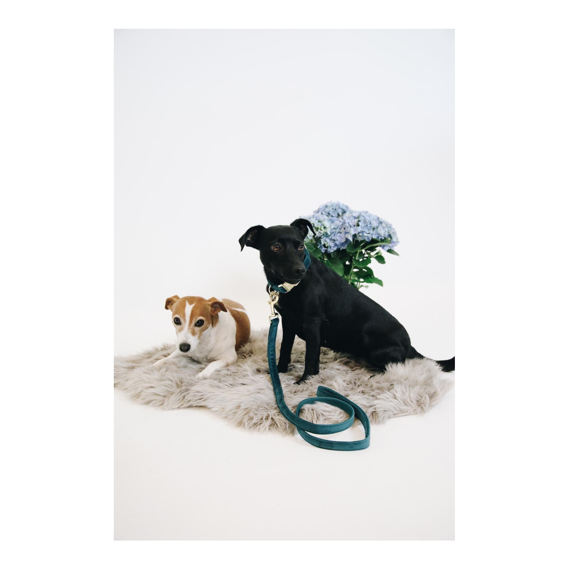 Hundeleine Velvet - emerald Hundeleine Velvet - emerald