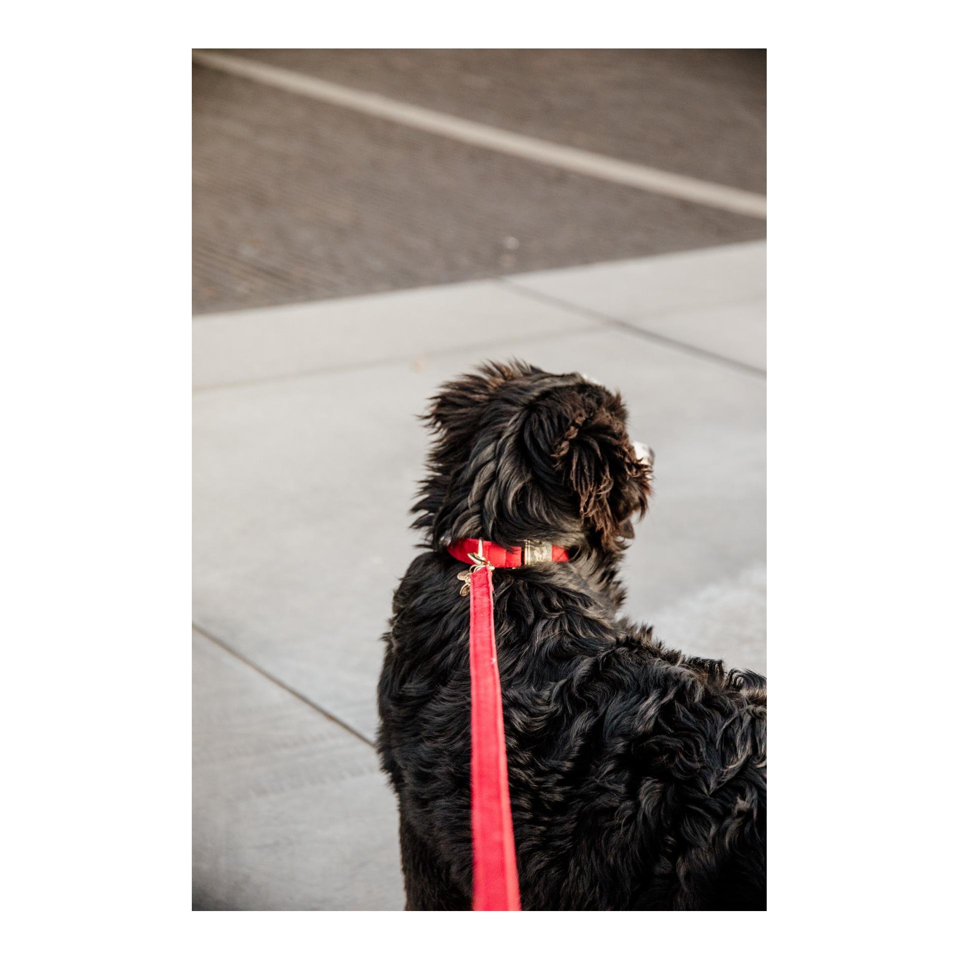 Hundehalsband Corduroy - red Hundehalsband Corduroy - red