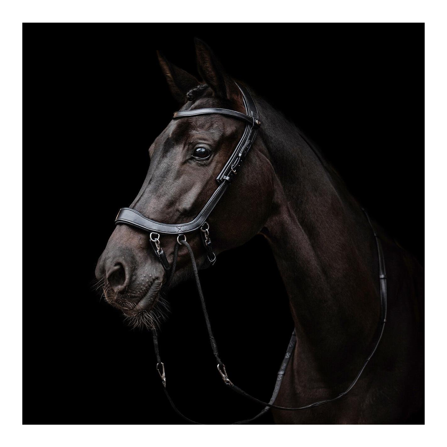 PresTeq Bride sans mors FaySport