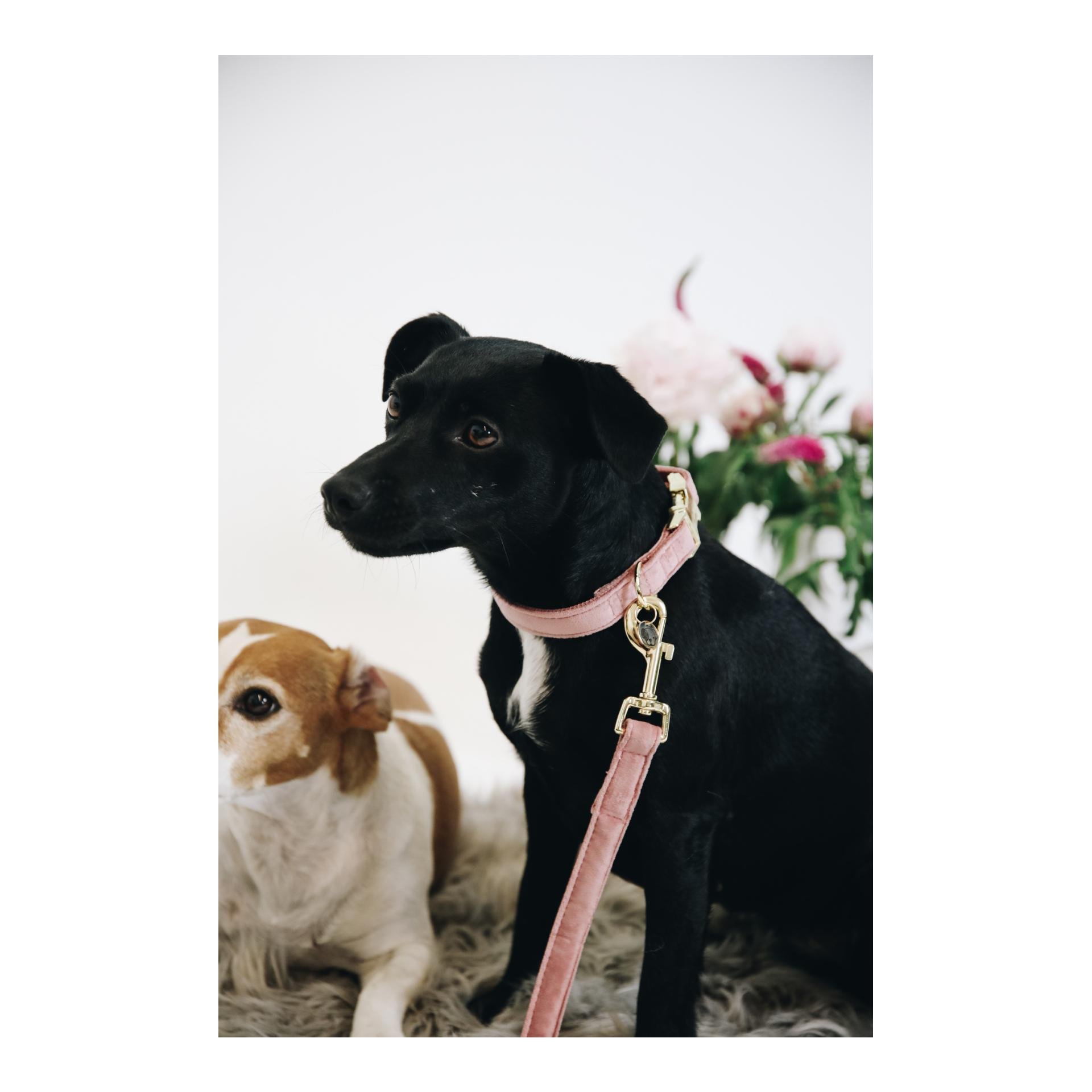 Hundeleine Velvet - old rose Hundeleine Velvet - old rose