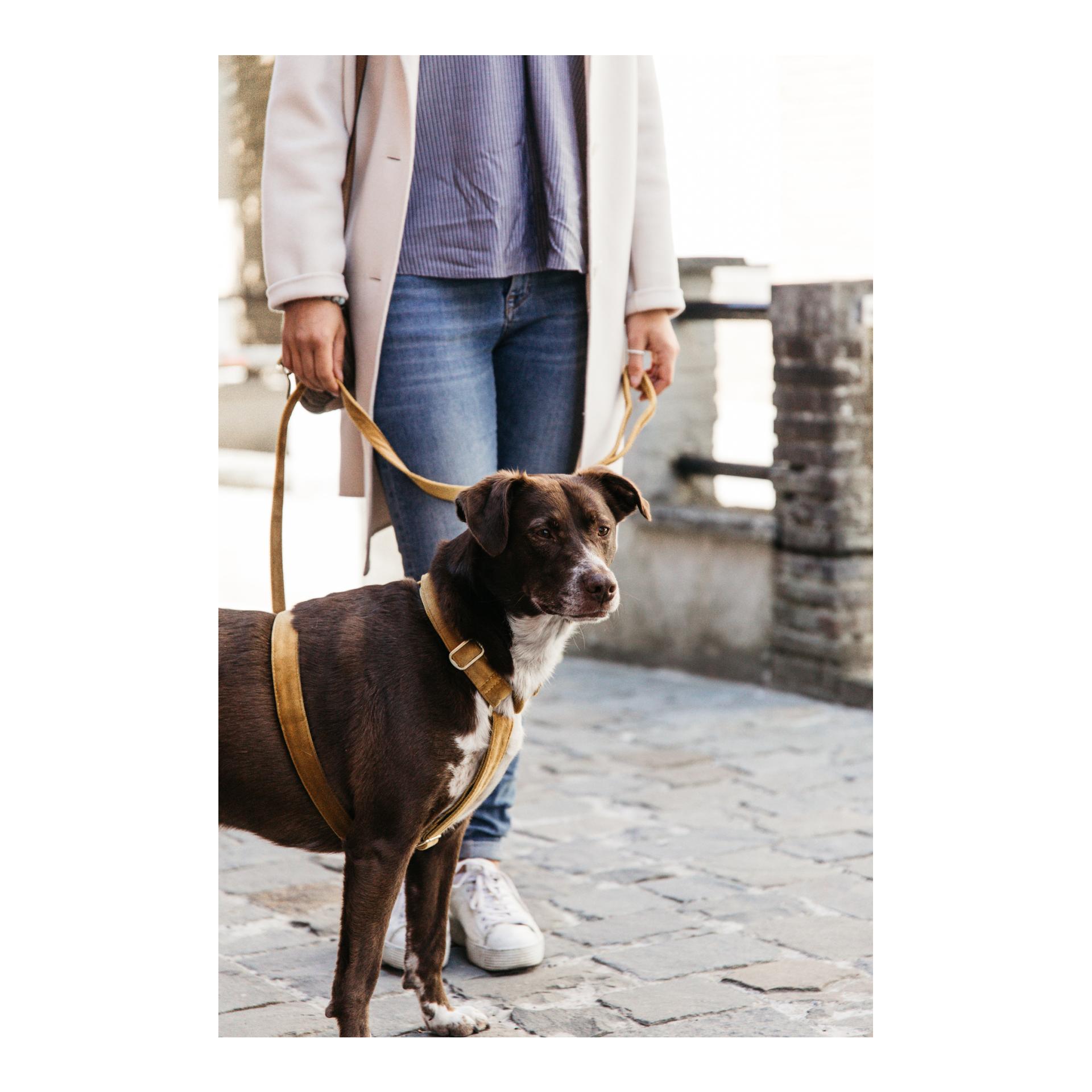 Hundegeschirr Loop Velvet - mustard Hundegeschirr Loop Velvet - mustard