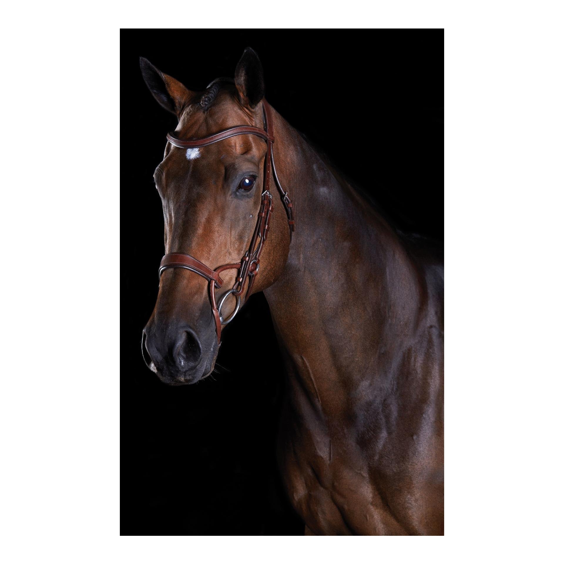 Zaum Comfitec Training Bridle Zaum Comfitec Training Bridle