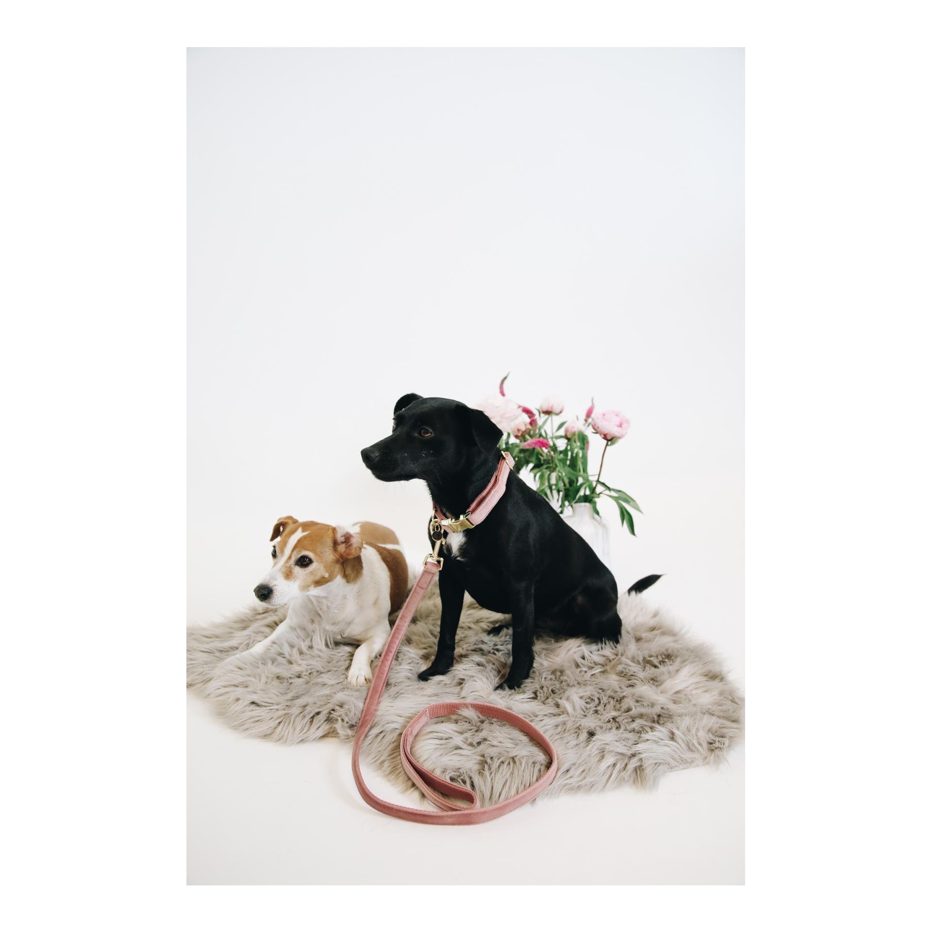Hundeleine Velvet - old rose Hundeleine Velvet - old rose