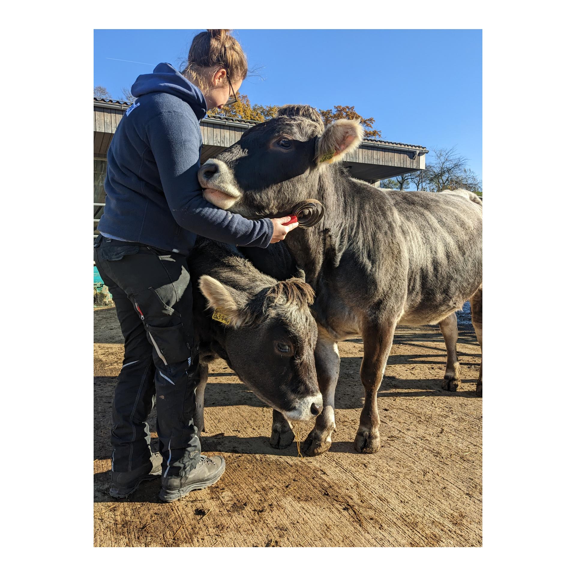 Metallstriegel Spiralform