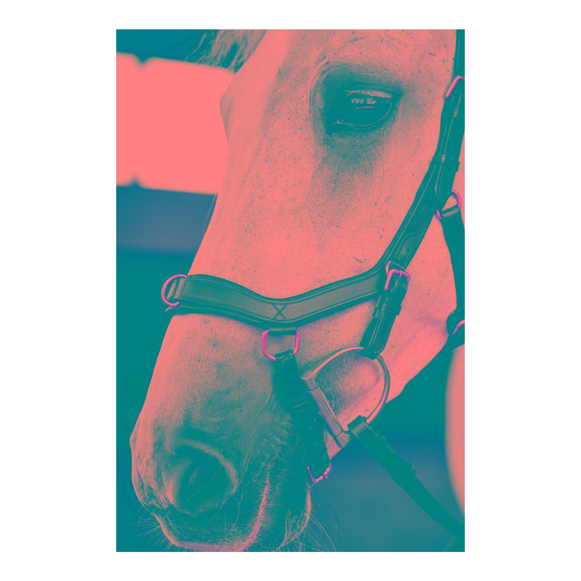 Horseware Zaum Micklem Multi