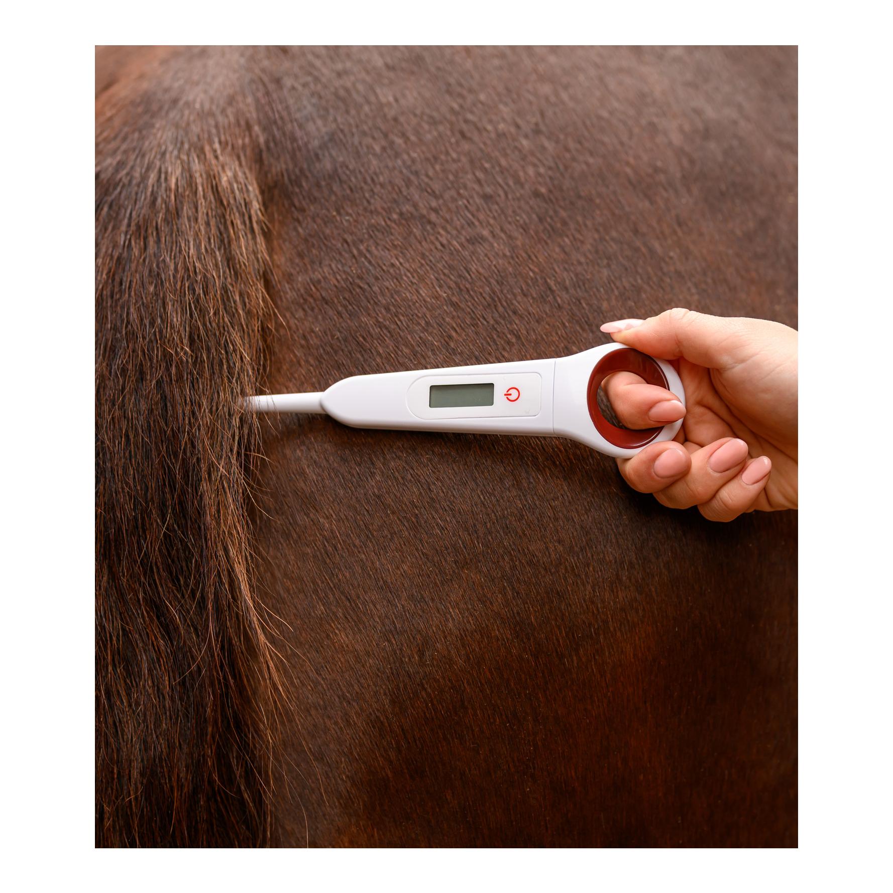 Waldhausen Digital-Fieberthermometer für Pferde