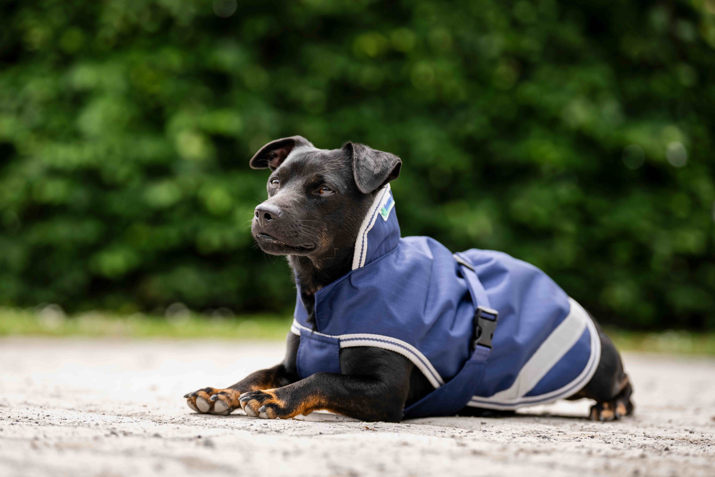 Hundedecke Freedom 50g