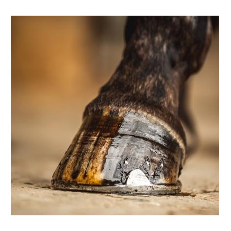 Cornucrescine Tea Tree Hoof Oil Cornucrescine Tea Tree Hoof Oil