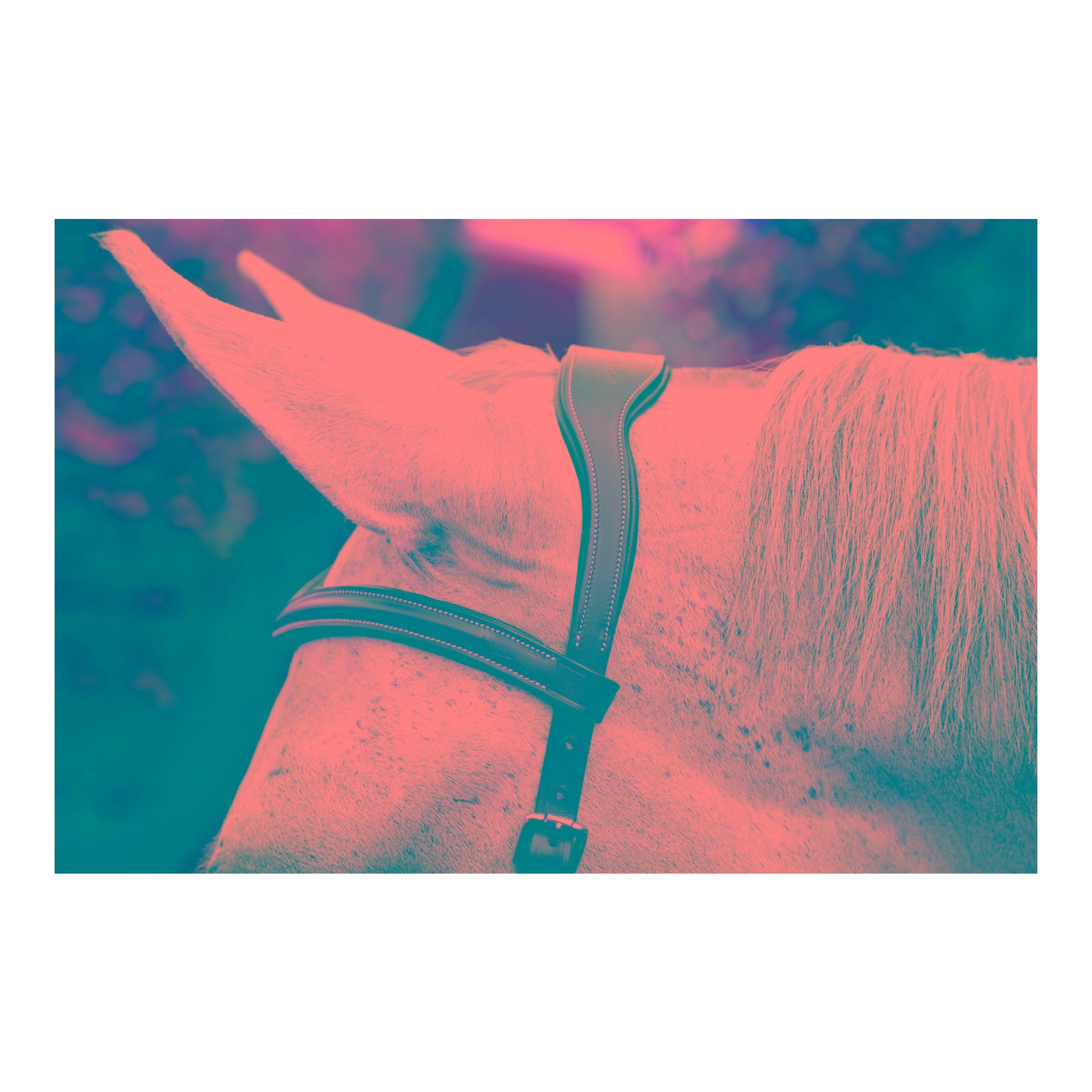 Horseware Zaum Micklem Deluxe