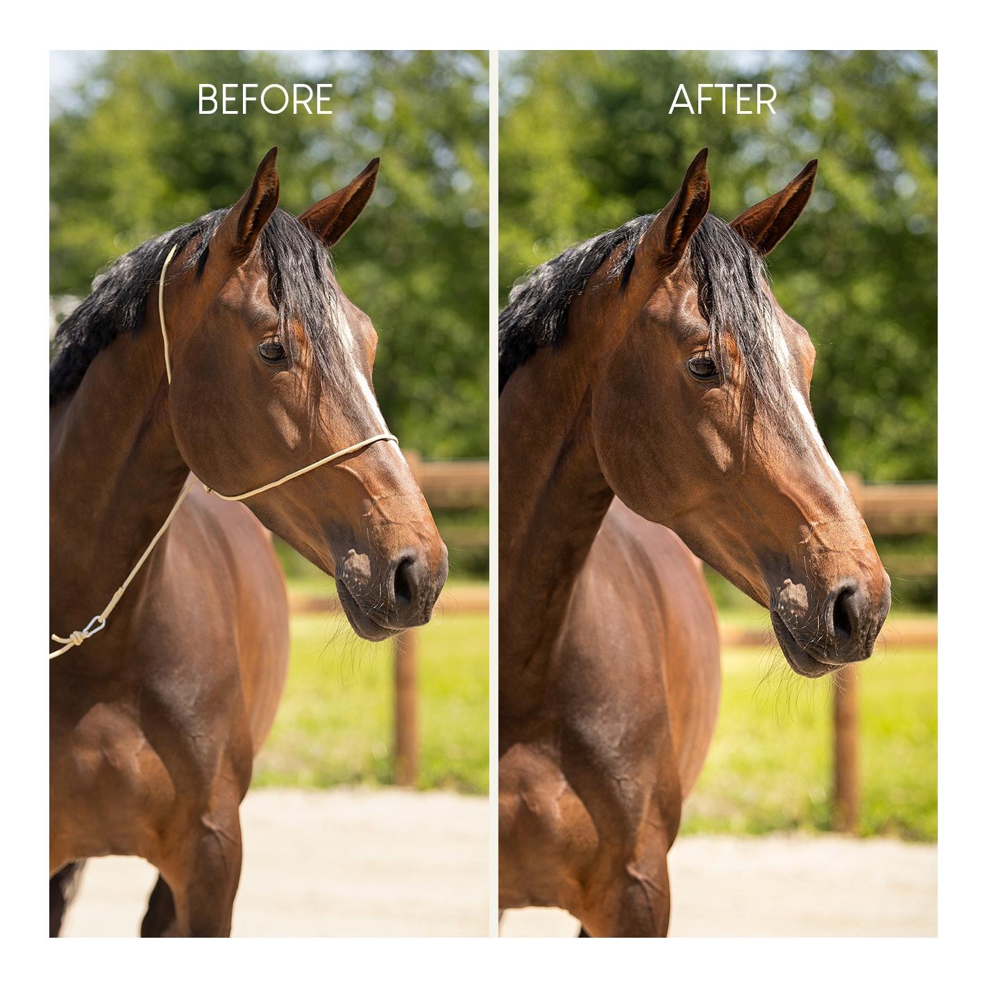 QHP Fotografie-Halfter