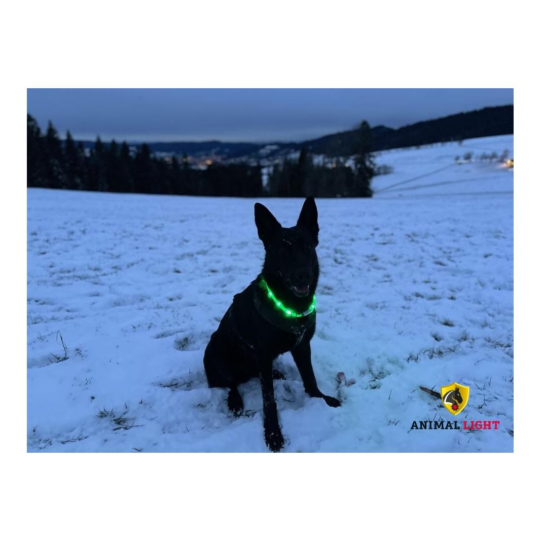Leucht-Hundehalsband Flex Leucht-Hundehalsband Flex