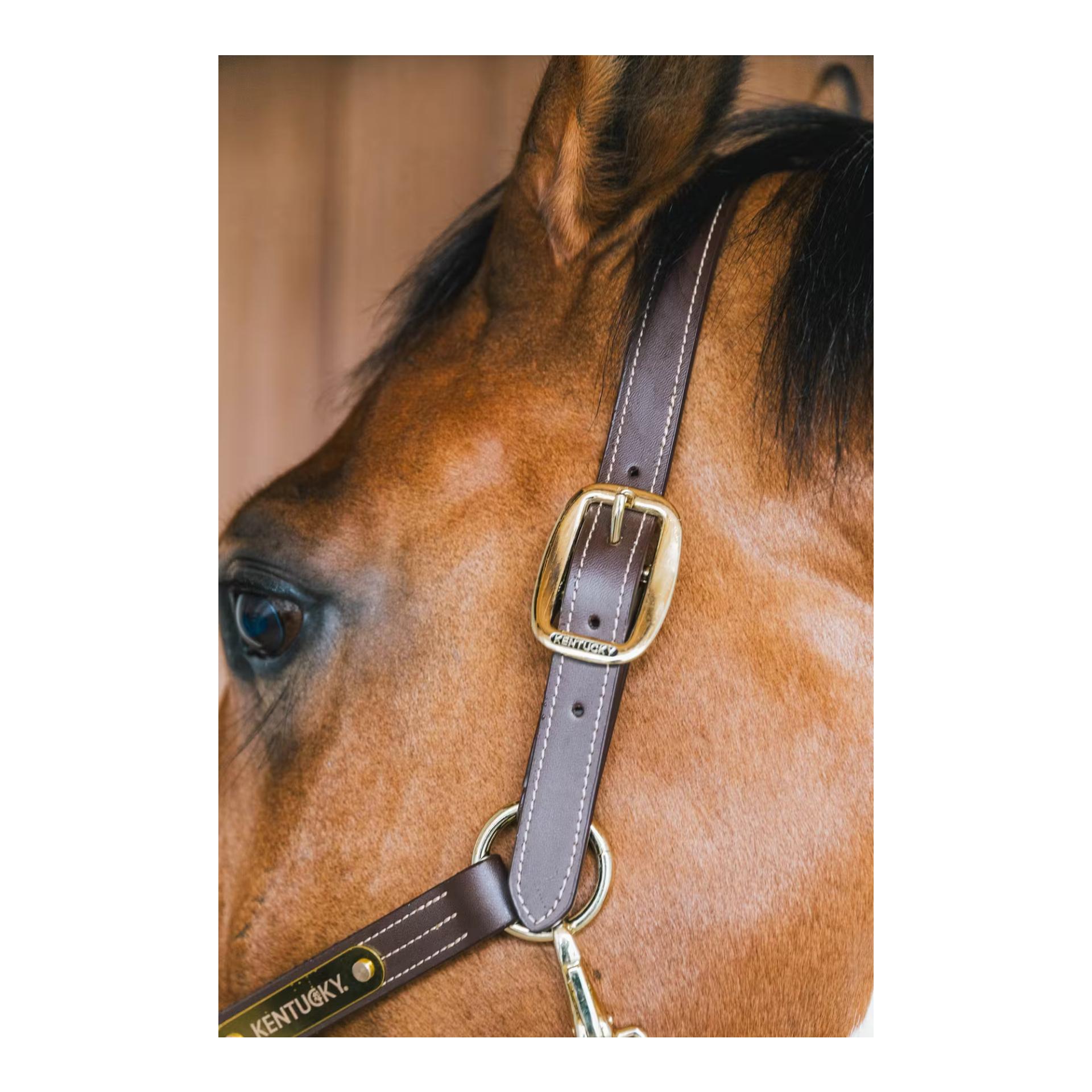 Leder Halfter Wellington Leder Halfter Wellington
