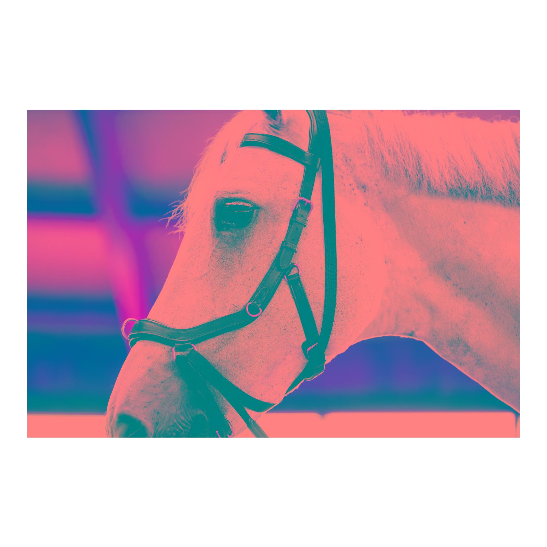 Horseware Zaum Micklem Multi