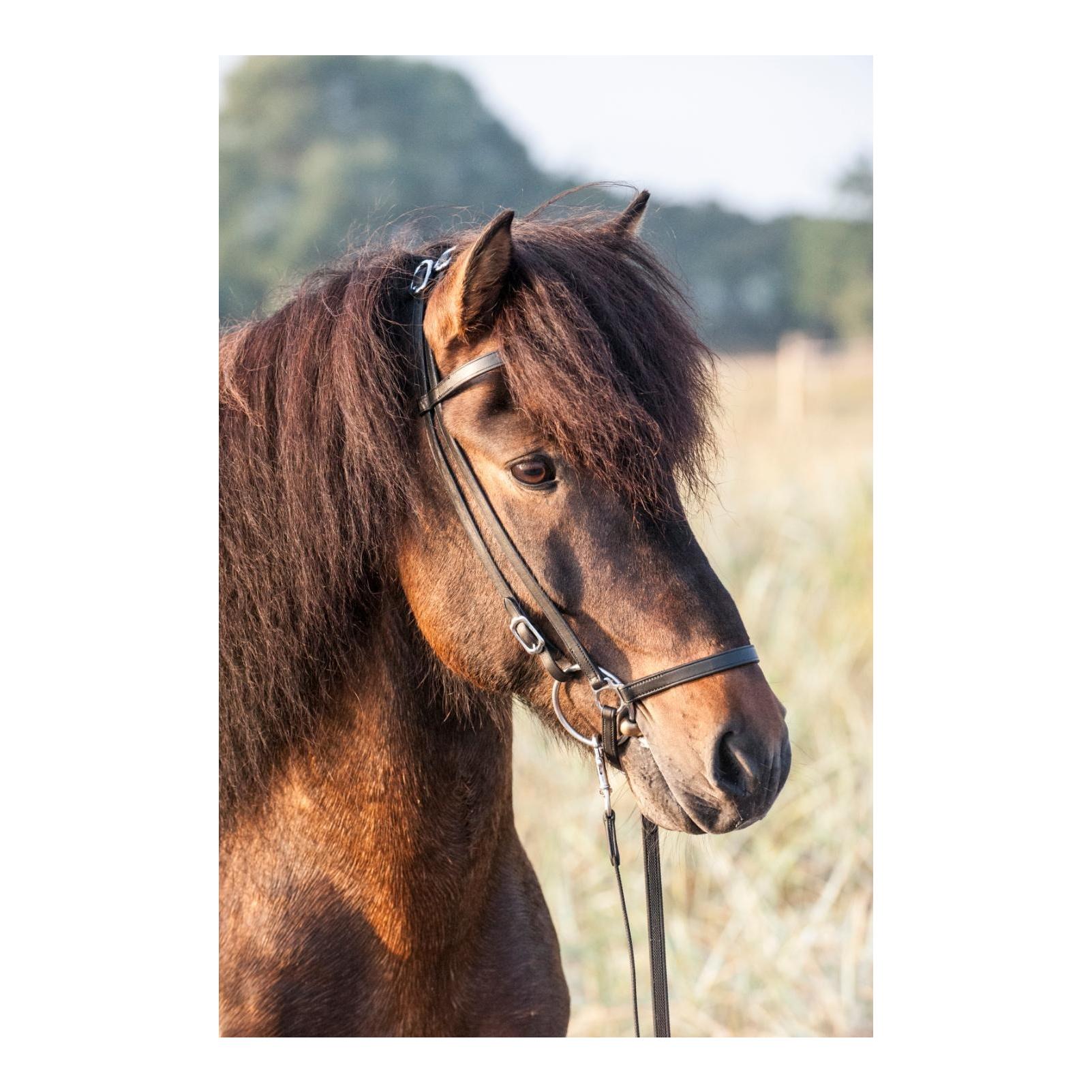 Catago Islandtrense Classic