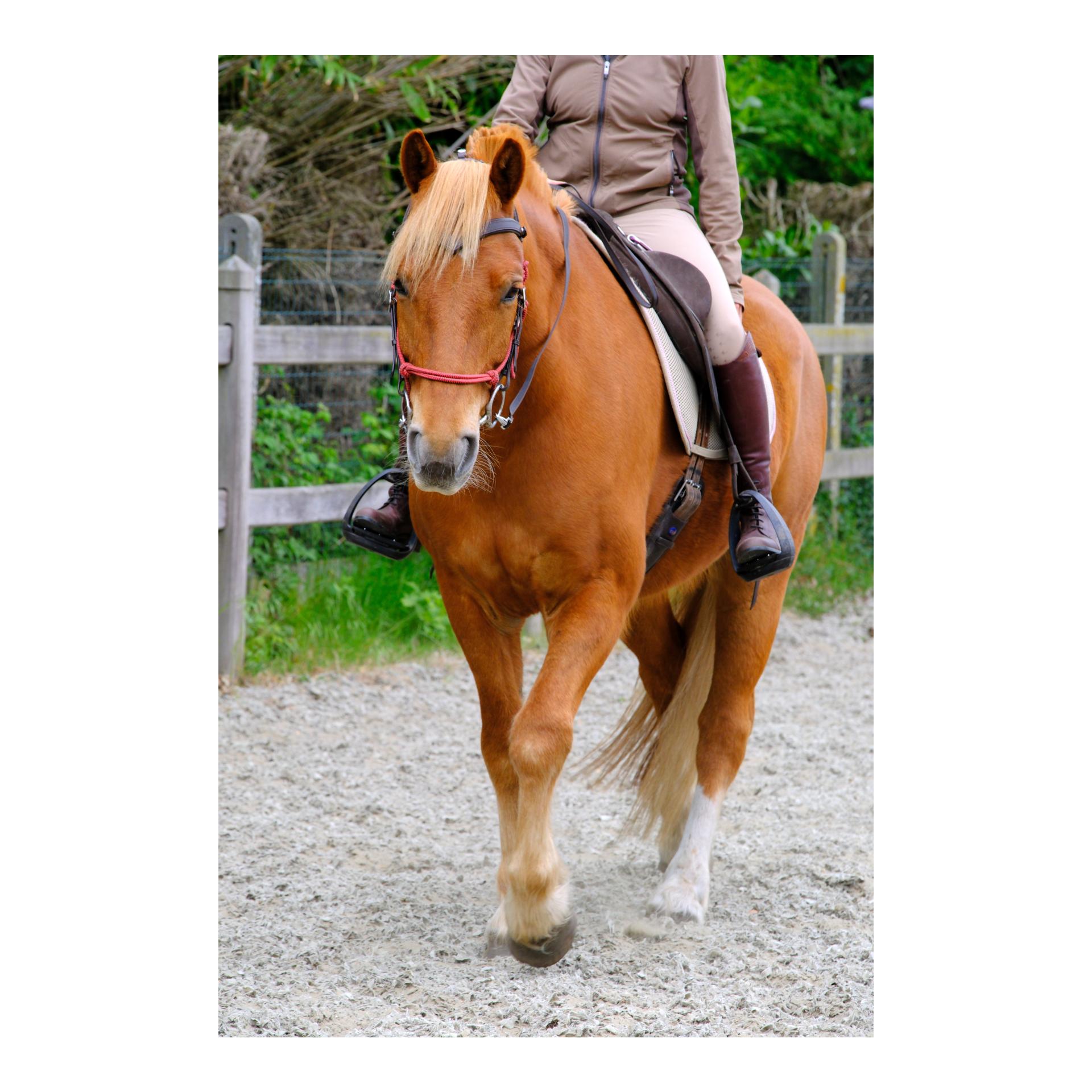 F.R.A Campari Kombitrense