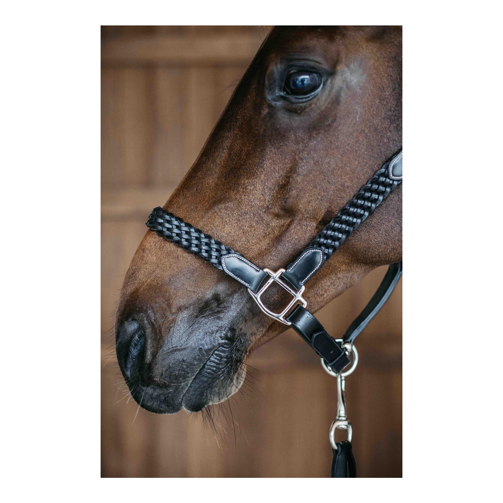 Halfter Plaited Halfter Plaited