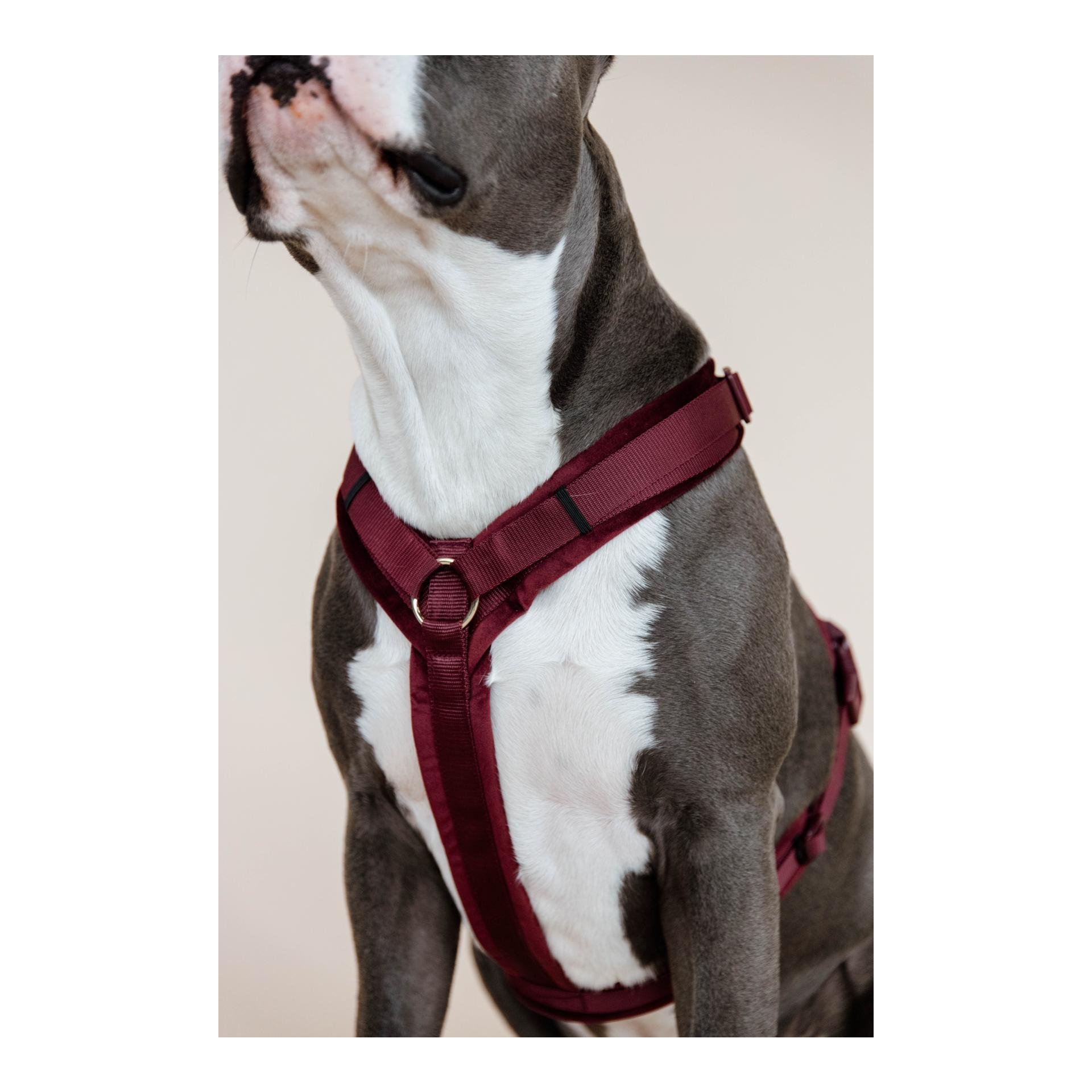 Hundegeschirr Active Velvet Hundegeschirr Active Velvet