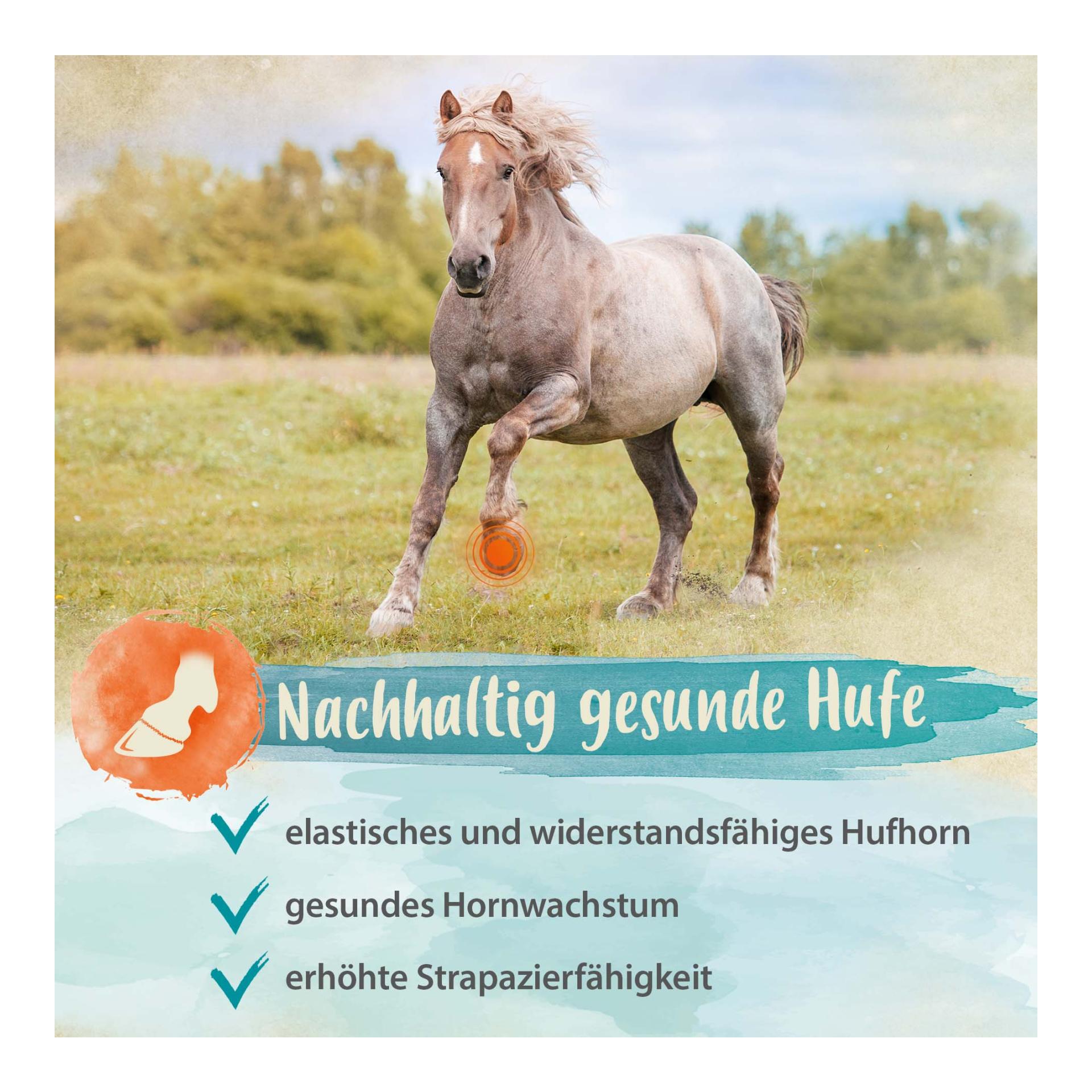 Biotin + Zink für Pferde - hochdosiert - verbessert Hufqualität & Hufwachstum Biotin + Zink für Pferde - hochdosiert - verbessert Hufqualität & Hufwachstum