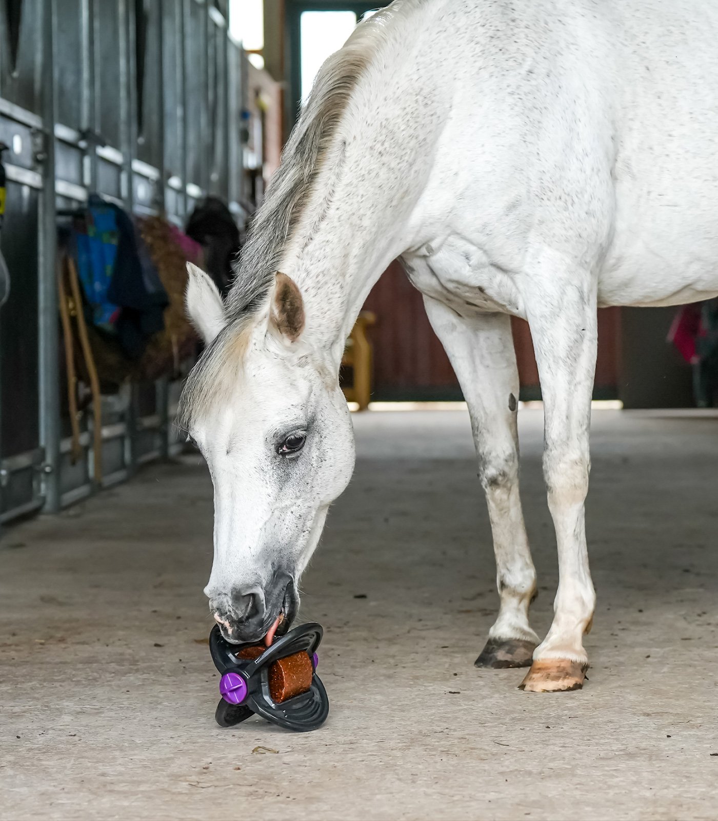 Bizzy Horse Bizzy Ball
