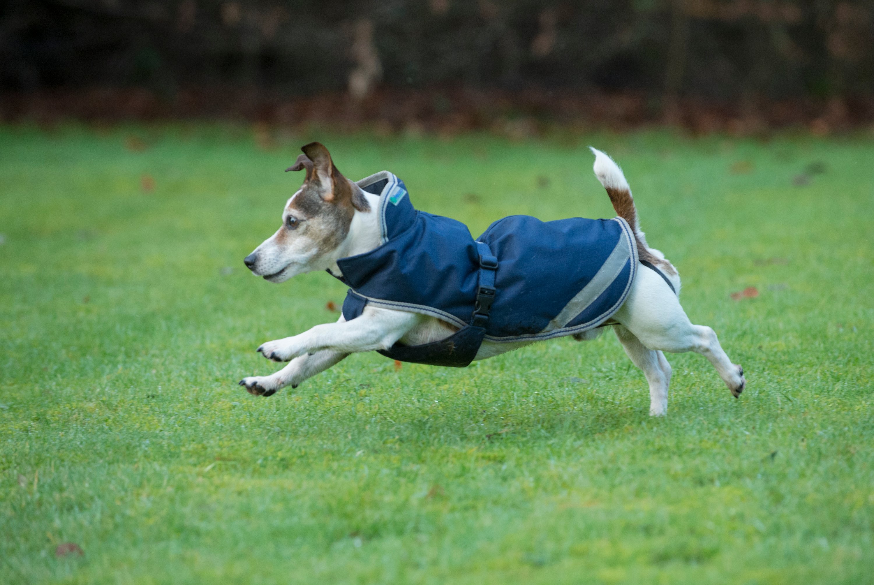 Hundedecke Freedom 50g