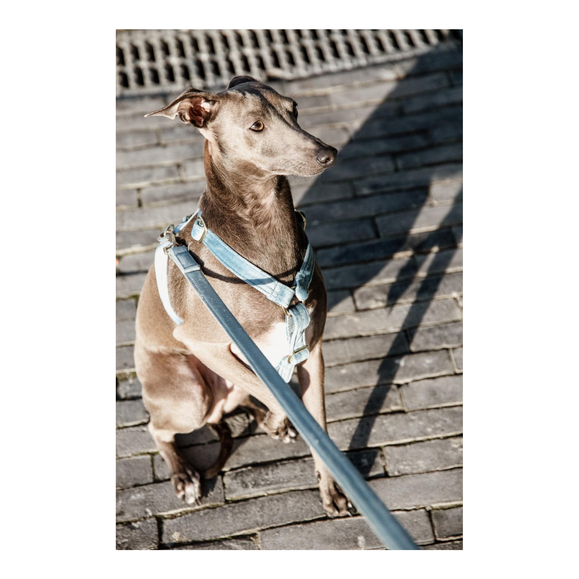 Hundegeschirr Loop Velvet - light blue Hundegeschirr Loop Velvet - light blue