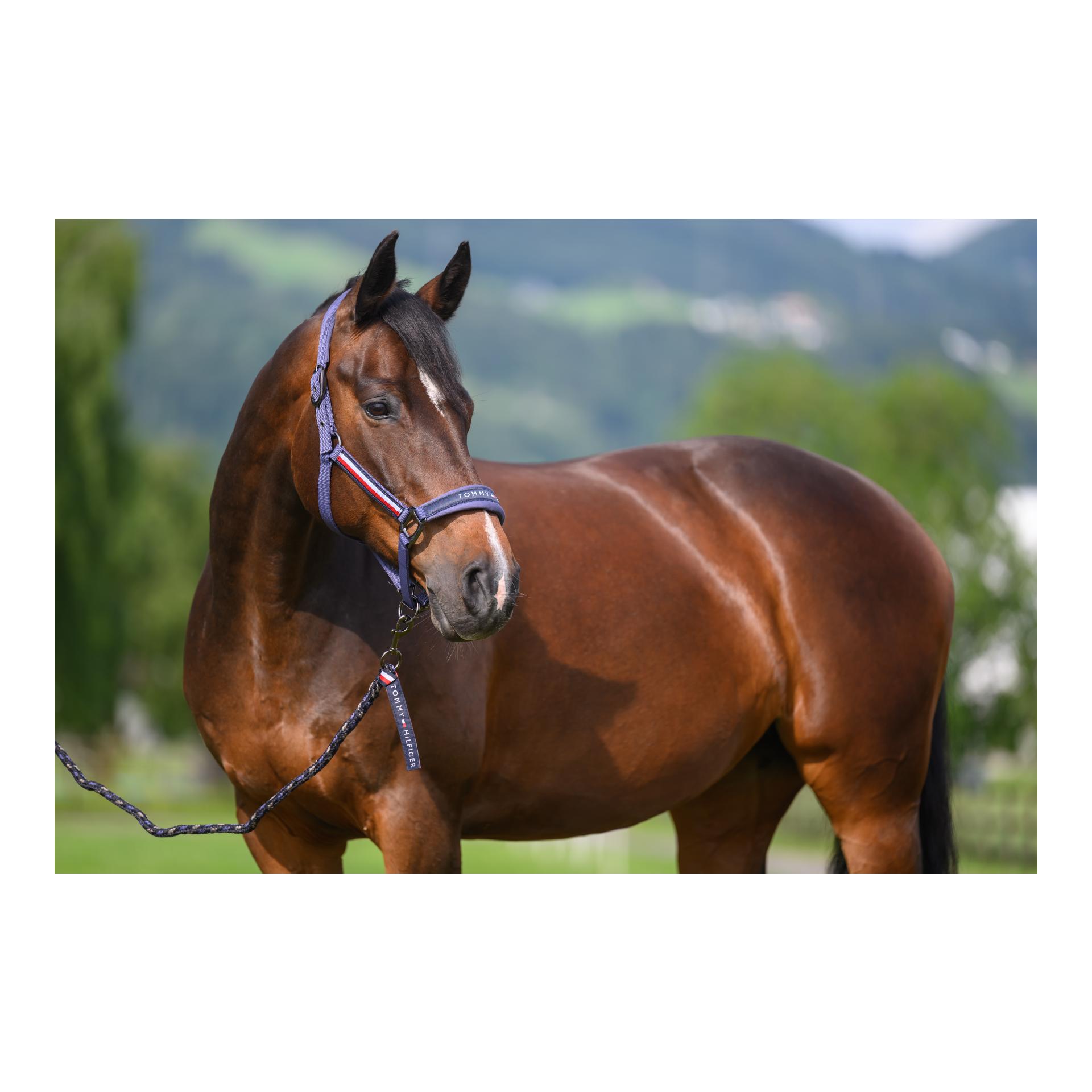 Yale Set Halfter Führstrick